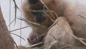 Brány bojnickej ZOO opustila samica gibona Kim. Putuje až do Ruska