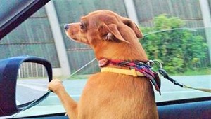 Pes sa ocitol za volantom. Dupol na plyn a vrazil do obchodu