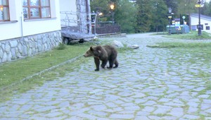 Medveď neďaleko Bratislavy. Odborníci krútia hlavami