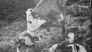 Malý zázrak v ťažkých časoch. Na farme v Šuňave prišli na svet trojičky