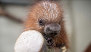 Zoologická záhrada čakala 121 rokov na tento moment. Narodilo sa prvé mláďa dikobraza