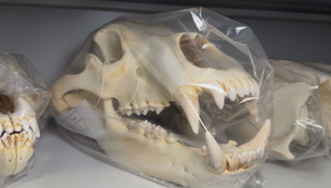 Od medveďov po dobu ľadovú. V tejto miestnosti je celý príbeh Tatier