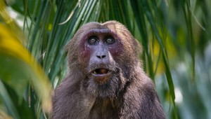 Agresívna opica zhodila bábätko pred zrakom rodičov zo strechy, tragédiu neprežilo