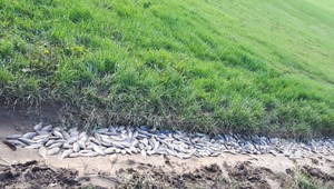 V Silici sa vylialo jazero, uhynuli tisícky rýb