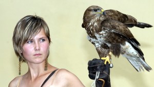 Dramatická záchrana dravca. Myšiak sa nechcel dať ošetriť