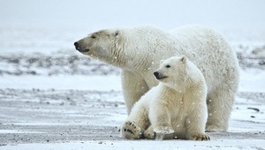 Ľadové medvede na Arktíde sú ohrozené topením ľadovcov