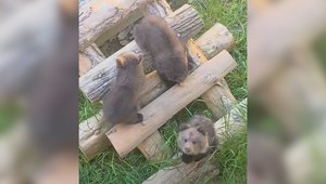 VIDEO: Tri medvieďatá pod jednou strechou! Zora sa po liečbe pridala k Lade a Vesne