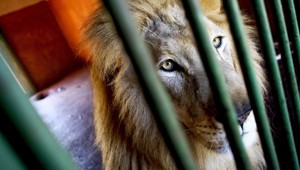 VIDEO: Lev napadol chovateľa zo Zvončína!