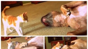 VIDEO. Mača má pitbulla omotaného okolo labky