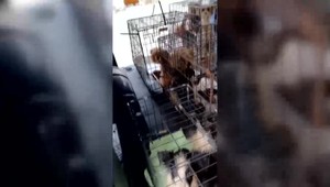 Smrad, špina, výkaly. V obci odhalili množiareň psíkov