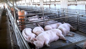 Africký mor ošípaných sa rozšíril do deviateho okresu, je ním Bardejov