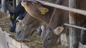 Štát pokračuje v kontrole drobnochovov, niektoré farmy odmietli spolupracovať