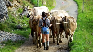 Pastier (17) tajne predával cudzie jalovice po 130 eur. Krádež popieral