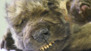 18 000-ročné zamrznuté zviera odhalilo svoje tajomstvo