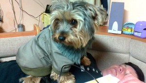 Stratil sa yorkshir Ozzy z Ťahanoviec, pomôžte ho nájsť!