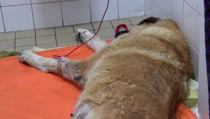 Transfúzia krvi pre najlepšieho priateľa