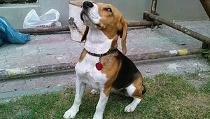 Nevideli ste Emu? Fenka sa stratila v Lozorne