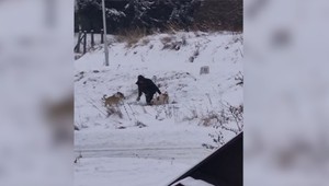 Hrôza pri železnici vo Veľkej Lomnici: Muža napadli tri psy a začali ho trhať