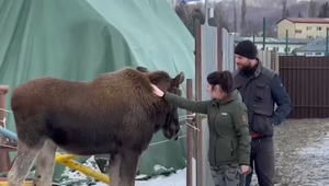 Los Niko sa túlal po Zemplíne. Po pobyte v minizoo ho čaká nový domov