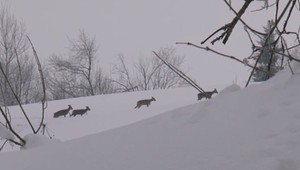 Záchrana rodiny jeleňov dojíma svet: Korčuliar ju vlastnou silou vytiahol z ľadu