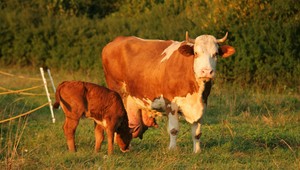 Súťažný kvíz: Preprava je pre zvieratá stresujúca. Parlament chce transporty urýchliť