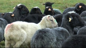 Nechutný sex s ovcou z Betlehemu otvoril problém s ochranou