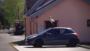 Agresívny bocian opäť úradoval. Dedinčania sú bezmocní