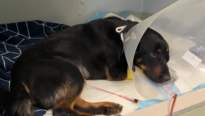 Prežil zrážku aj streľbu: Psík Dion čaká na pomoc, aby dostal šancu na nový začiatok