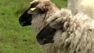 Farmári majú strach z útokov vlkov. Napádajú ich ovce a spôsobujú nemalé škody