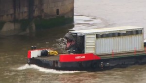 Jurský svet v Londýne? Na Temži sa objavil Tyranosaurus