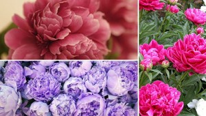 Pivonky sú krásne kvety, patria však aj k tým odolnejším?