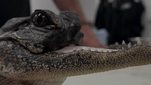 VIDEO: Videli ste už niekedy aligátora bez čeluste?