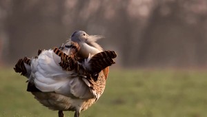 VIDEO: Po dvanástich rokoch na Slovensku našli hniezdo dropa veľkého. Nachádza sa pri Bratislave