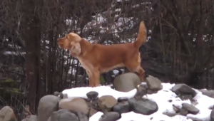 Chladnokrvne zastrelení psíci pri rieke. Majiteľka chce podať trestné oznámenie