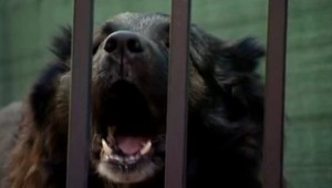 Pes zaútočil na 8-ročné dievčatko. Utrpelo vážne zranenia