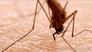 Na Floride vypustia 750 miliónov geneticky modifikovaných komárov