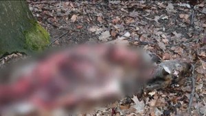 Hrozivý lov na jeleniu rodinu. Pytliaci si mäso rozdelili priamo na mieste