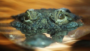 Florida sa zviecha z trosiek po hurikánoch a obyvatelia sú v šoku. Ich domovy obsadili aligátory