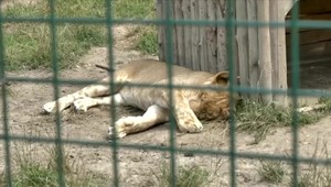 Nájsť ubytovanie pre šelmy z ranča, kde zomrel ošetrovateľ, je na Slovensku nemožné