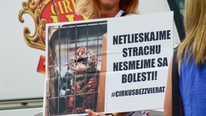 V českom meste odmietli prenajať pozemky cirkusu. Vadí im týranie zvierat