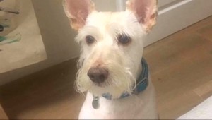 Viacero psov v Žiline zomrelo na následky otravy. Ľudia tvrdia, že jedy niekto nastrážil úmyselne