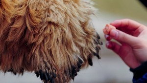 Pomsta? Na ulici necháva párky so žiletkami