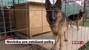 V záchytnom koterci majú psíkovia šancu na rýchly návrat domov