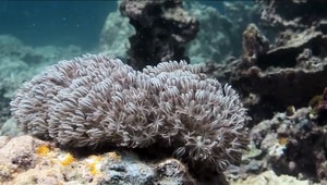 Pre milovníkov potápania: Rozhodne nevynechajte Palau