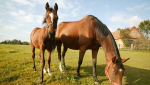 Muž na severovýchode Slovenska vykupuje kone na škvarky a klobásy