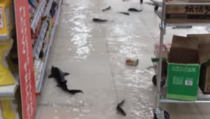 VIDEO: V supermarkete zbierali ryby z podlahy. Nešlo o žiadnu zvláštnu hru