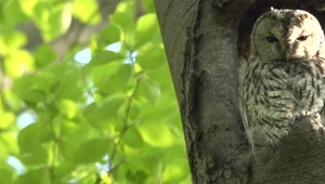 Sovy a sokoly chránia lesy v pohorí Tribeč. V nainštalovaných búdkach už vychovávajú mláďatá