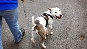 Pes zaútočil na sedemmesačné dieťa, v nemocnici zraneniam podľahlo