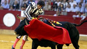 Divoké býčie zápasy alebo... V ohrade s rozzúreným zvieraťom