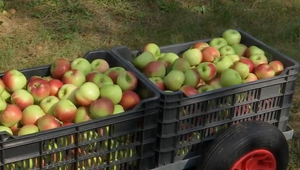 Slovenských jabĺk bude tento rok menej, no dopyt je omnoho väčší